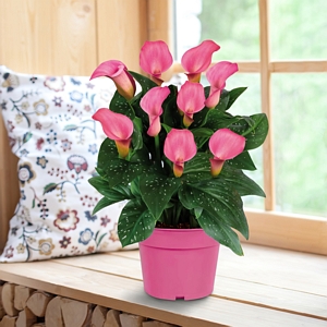 Calla Lily Pink Grow kit